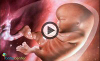 1-9 Weeks Animation